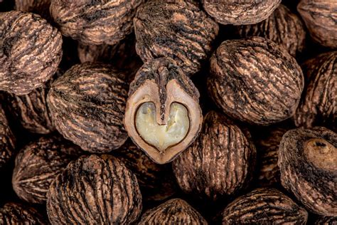 ohios black walnuts give  wild food   recipes video clevelandcom
