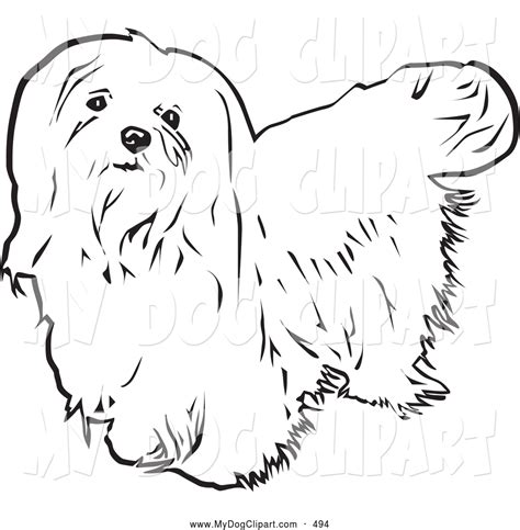 clip art   coloring page   long haired maltese dog