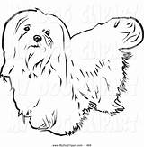 Dog Coloring Maltese Haired Clip Long Upwards Looking Background Rey David Print sketch template