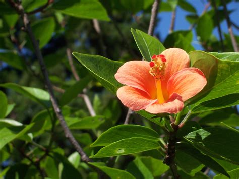 fichierhibiscus boryanus orange flowerjpg wikipedia