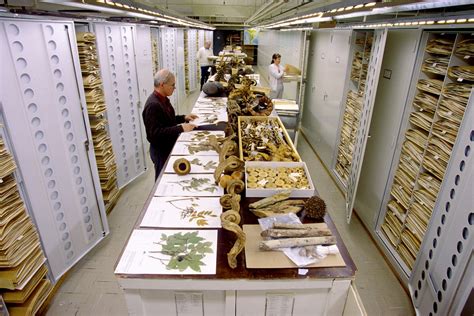 amazing    smithsonians massive specimen collections  dc