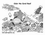 Coral Coloring Pages Reef Ocean Reefs Colouring Printable Animals Kids Worksheet Adult Fish Adults Draw Nature Drawing Drawings Worksheets Printablecolouringpages sketch template