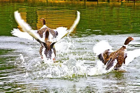toulouse geese naquillity