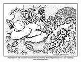 Reef Coloring Coral Great Barrier Pages Fish Drawing Ocean Ecosystem Kids Sheets Color Printable Kauai Getdrawings Popular Getcolorings Coloringhome sketch template