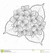 Hydrangea Flower Sketch Drawing Isolated Flowers Coloring Disegni Monochrome Beautiful Di Clipart Ortensie Template Stock Sketches Illustration Clip Paintingvalley sketch template