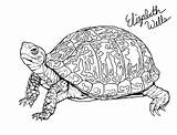 Turtle Box Eastern Coloring Deviantart Drawing Pages Stargazer Sketch sketch template