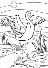 Swan Netter Cigno Coloritura Vögel Schwan Schöner Leguan Sitzt Baumast все раскраски из категории Illustrazione Pagine Uccelli Bello Sveglio sketch template