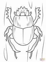 Beetle Coloring Pages Dung Scarab Scarabaeus Beetles Drawing Insects Print sketch template