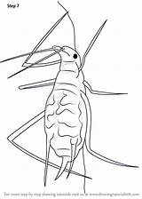 Aphid Drawing Draw Step Tutorials Drawingtutorials101 Insects sketch template