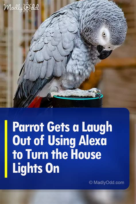 adorable african grey parrot asks alexa  switch  lights  funny parrots