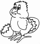 Chick Coloring Hatching Born Just Book sketch template
