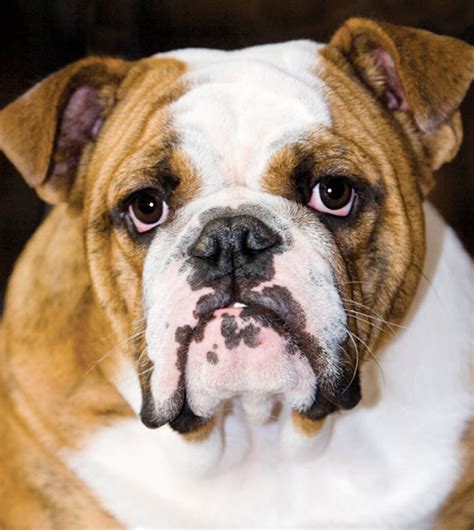 learn   english bulldog dog breed   trusted veterinarian