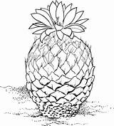 Cactus Pinecone Coloring Supercoloring Pages sketch template