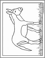 Donkey Coloring Burro Pages Printable Colorwithfuzzy sketch template