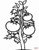 Tomato Plant Coloring Pages Tomatoes Drawing Clipart Printable Color Kids Designs sketch template