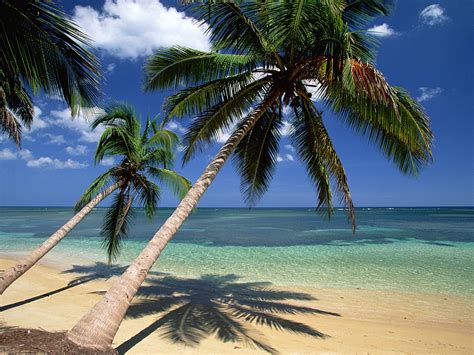 coconut palm tree pictures facts  coconut palm trees
