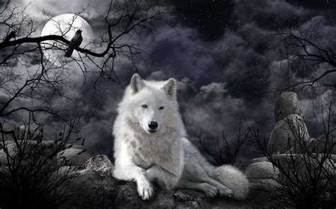 white wolf desktop wallpapers top  white wolf desktop backgrounds wallpaperaccess
