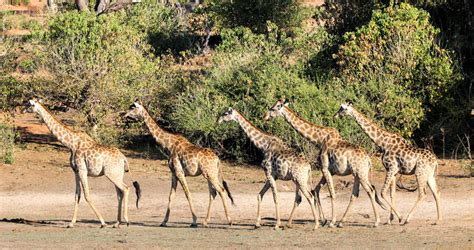 Chobe National Park Botswana Safari Tours
