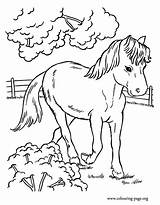 Pony Coloriages Gulli Chevaux Malvorlagen Eule Malvorlage sketch template