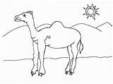 Coloring Unta Camel Mewarnai Dromadaire Camels Pasir Padang Diwarnai Bestcoloringpagesforkids Sahara Cactus Designlooter Coloriages Entitlementtrap sketch template