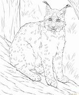 Lynx Coloring Pages Eurasian Printable Cat Getcolorings Realistic Color Getdrawings Categories sketch template