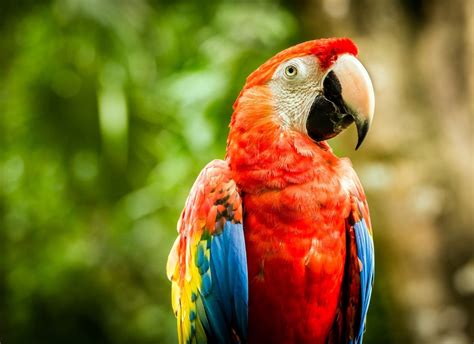 macaw parrot price  india  pets expert