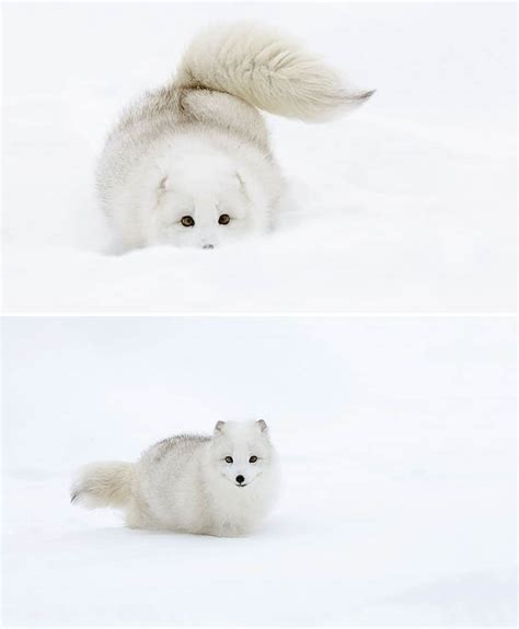 10 Winter Fox Pictures To Fall In Love With Them