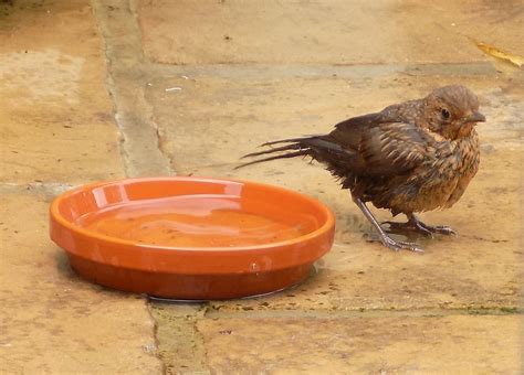 june     young blackbird   bath penny hayes flickr
