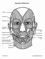 Facial Mastication Muscles Expression Chewing Anatomy Previous sketch template