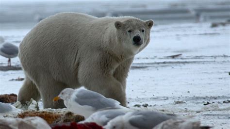 Bears Of The Last Frontier Polar Bear Fact Sheet