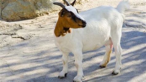 peekaboo dwarf goats have object permanence too iflscience