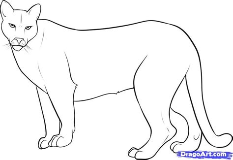 mountain lion coloring pages   draw  mountain lion step