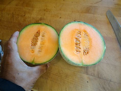 melon growfoodwellcom