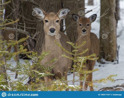 Cute White Tailed Deer Doe In Snow With Fawn Looking At You Stock Image