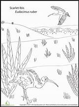 Scarlet Ibis sketch template
