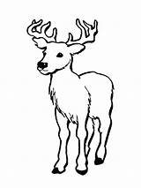 Deer Coloring Pages Whitetail Clipart Printable Buck Skull Drawings Mule Tailed Kids Cliparts Library Color Clip Animals Print Clipartbest Colouring sketch template