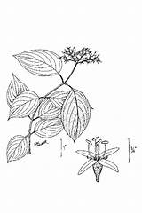 Dogwood Drawing Getdrawings Branch sketch template