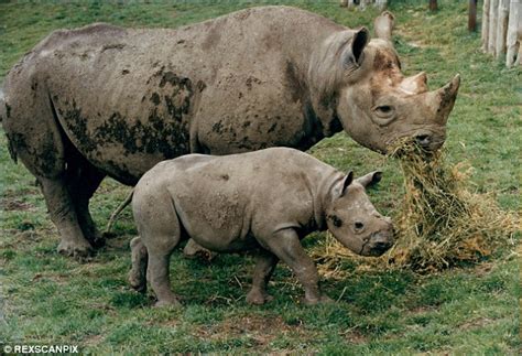 zoos giving black rhinos diabetes daily mail