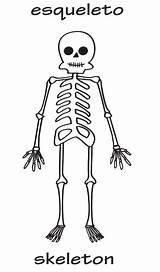 Esqueleto Colorear Huesos Pies Manualidades Costillas sketch template