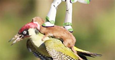 weasel riding a woodpecker photo is the internet s favorite new meme