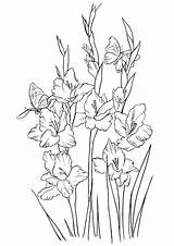 Coloring Pages Flowers Gladiolus Flower Printable Kids Color Beautiful Drawing Bestcoloringpagesforkids Drawings Sheets Adult Colouring Pdf Draw Choose Board sketch template