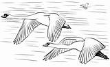 Cisnes Volando Colorear Swans Coloringonly sketch template
