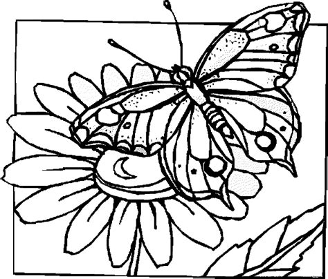butterfly  flowers coloring pages  print   picture