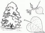 Linden Tree Coloring Trees Pages Oak Colorkid Nature sketch template