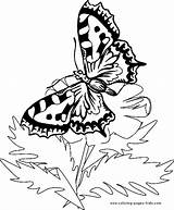 Coloring Pages Butterfly Butterfy Kids Butterflies Animal Color Back sketch template