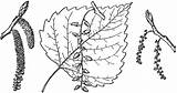 Cottonwood Eastern Branch Clipart Etc Usf Edu Throughout Deltoides Populus Southwestern Native Known Central States United Also Large Tiff sketch template