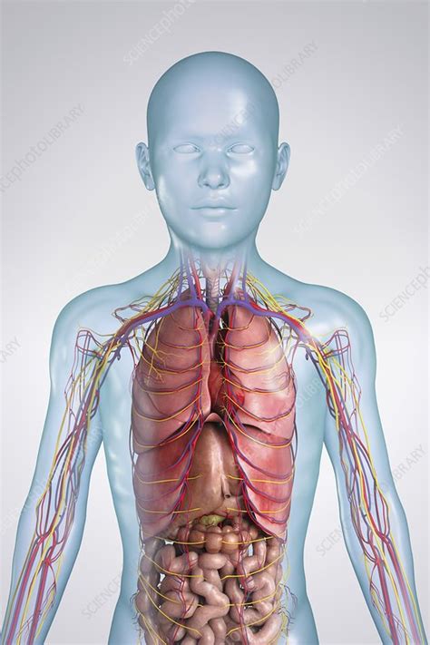 internal anatomy artwork stock image  science photo library