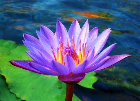 Saree Dreams The Lotus Flower
