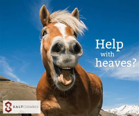 salt    heaves treatment  horses salt chamber