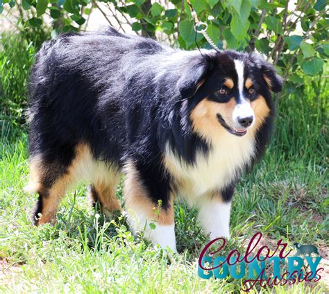 Bliss Black Tri Male 1 Mini Color Country Aussies